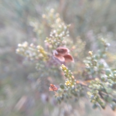 Mirbelia oxylobioides (Mountain Mirbelia) at Dairymans Plains, NSW - 3 Sep 2022 by mahargiani