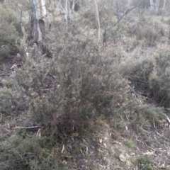 Mirbelia oxylobioides at Dairymans Plains, NSW - 3 Sep 2022