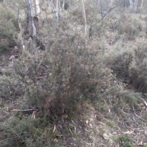 Mirbelia oxylobioides at Dairymans Plains, NSW - 3 Sep 2022