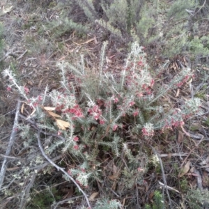 Grevillea lanigera at Dairymans Plains, NSW - 3 Sep 2022 02:54 PM