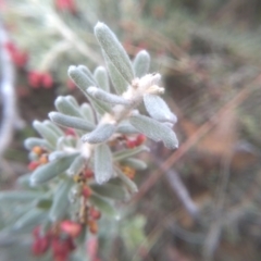 Grevillea lanigera at Dairymans Plains, NSW - 3 Sep 2022 02:54 PM