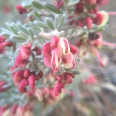 Grevillea lanigera at Dairymans Plains, NSW - 3 Sep 2022 02:54 PM