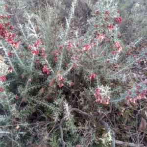 Grevillea lanigera at Dairymans Plains, NSW - 3 Sep 2022 02:54 PM