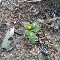 Cymbonotus sp. (preissianus or lawsonianus) (Bears Ears) at Dairymans Plains, NSW - 3 Sep 2022 by mahargiani