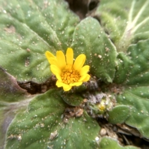 Cymbonotus sp. (preissianus or lawsonianus) at Dairymans Plains, NSW - 3 Sep 2022