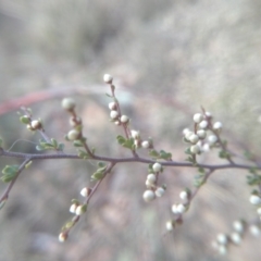 Cryptandra amara (Bitter Cryptandra) at Dairymans Plains, NSW - 3 Sep 2022 by mahargiani