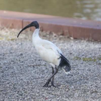 Threskiornis molucca (Australian White Ibis) at Belconnen, ACT - 2 Sep 2022 by AlisonMilton