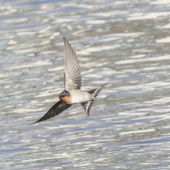 Hirundo neoxena (Welcome Swallow) at Belconnen, ACT - 3 Sep 2022 by AlisonMilton