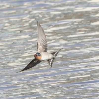 Hirundo neoxena (Welcome Swallow) at Lake Ginninderra - 3 Sep 2022 by AlisonMilton