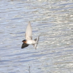 Hirundo neoxena at Belconnen, ACT - 3 Sep 2022 10:05 AM