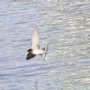 Hirundo neoxena at Belconnen, ACT - 3 Sep 2022