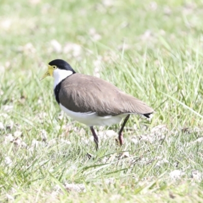 Vanellus miles (Masked Lapwing) at Belconnen, ACT - 3 Sep 2022 by AlisonMilton