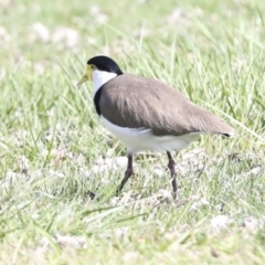 Vanellus miles at Belconnen, ACT - 3 Sep 2022