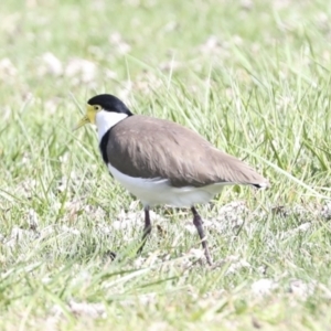 Vanellus miles at Belconnen, ACT - 3 Sep 2022