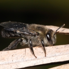 Unidentified Bee (Hymenoptera, Apiformes) at Wellington Point, QLD - 24 Aug 2022 by TimL