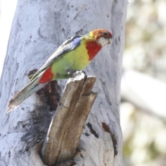 Platycercus eximius (Eastern Rosella) at Lake Ginninderra - 3 Sep 2022 by AlisonMilton