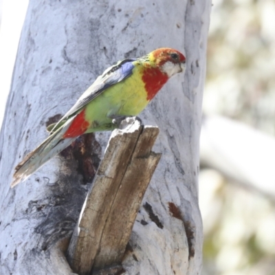 Platycercus eximius (Eastern Rosella) at Belconnen, ACT - 3 Sep 2022 by AlisonMilton