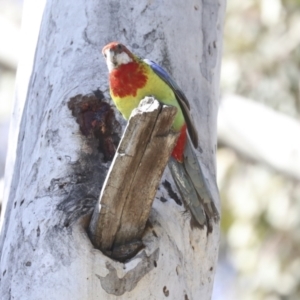 Platycercus eximius at Belconnen, ACT - 3 Sep 2022