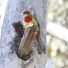 Platycercus eximius at Belconnen, ACT - 3 Sep 2022