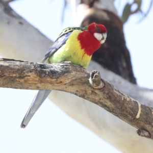 Platycercus eximius at Belconnen, ACT - 3 Sep 2022