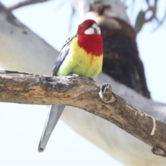 Platycercus eximius at Belconnen, ACT - 3 Sep 2022 11:05 AM