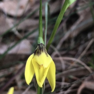 Diuris chryseopsis (Golden Moth) at Hall, ACT - 1 Sep 2022 by strigo