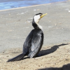 Microcarbo melanoleucos (Little Pied Cormorant) at Lake Ginninderra - 3 Sep 2022 by AlisonMilton