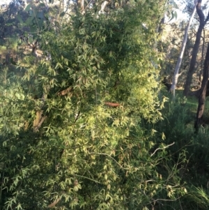 Clematis leptophylla at Hall, ACT - 31 Aug 2022 04:45 PM