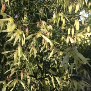 Clematis leptophylla at Hall, ACT - 31 Aug 2022