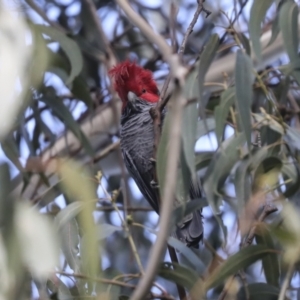 Callocephalon fimbriatum at Belconnen, ACT - 3 Sep 2022