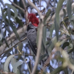 Callocephalon fimbriatum at Belconnen, ACT - suppressed