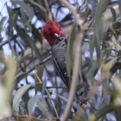 Callocephalon fimbriatum at Belconnen, ACT - suppressed