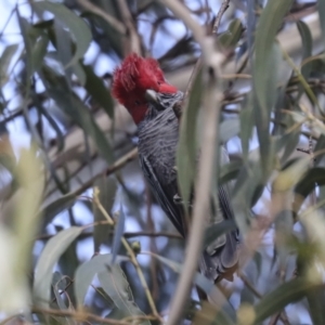 Callocephalon fimbriatum at Belconnen, ACT - 3 Sep 2022