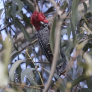 Callocephalon fimbriatum at Belconnen, ACT - suppressed