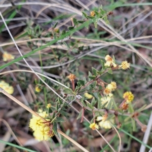 Acacia gunnii at Hackett, ACT - 2 Sep 2022 03:35 PM