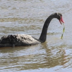 Cygnus atratus (Black Swan) at Lake Ginninderra - 3 Sep 2022 by AlisonMilton