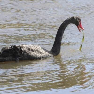 Cygnus atratus (Black Swan) at Lake Ginninderra - 3 Sep 2022 by AlisonMilton