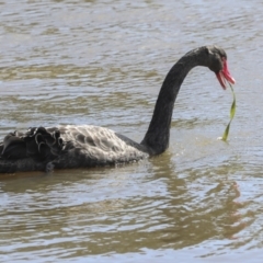 Cygnus atratus (Black Swan) at Belconnen, ACT - 3 Sep 2022 by AlisonMilton