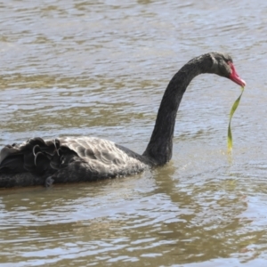 Cygnus atratus at Belconnen, ACT - 3 Sep 2022