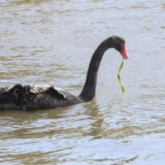 Cygnus atratus at Belconnen, ACT - 3 Sep 2022