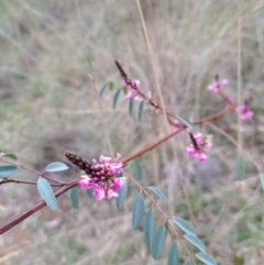 Indigofera australis subsp. australis (Australian Indigo) at Mount Majura - 2 Sep 2022 by abread111
