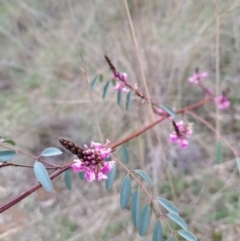 Indigofera australis subsp. australis (Australian Indigo) at Hackett, ACT - 2 Sep 2022 by abread111