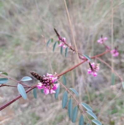 Indigofera australis subsp. australis (Australian Indigo) at Mount Majura - 2 Sep 2022 by abread111