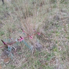 Indigofera australis subsp. australis at Hackett, ACT - 2 Sep 2022