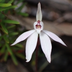 Caladenia fuscata (Dusky Fingers) at Vincentia, NSW - 2 Sep 2022 by AnneG1