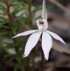 Caladenia fuscata at Vincentia, NSW - suppressed