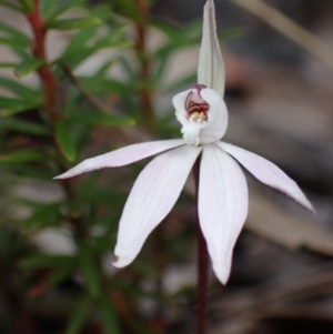 Caladenia fuscata at Vincentia, NSW - suppressed