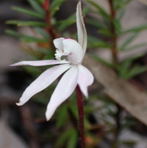 Caladenia fuscata at Vincentia, NSW - suppressed