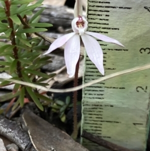 Caladenia fuscata at Vincentia, NSW - suppressed