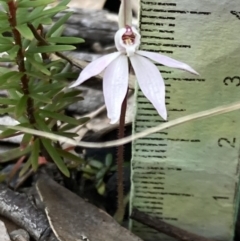Caladenia fuscata at Vincentia, NSW - 2 Sep 2022